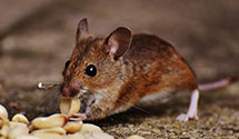 24 Hour & Emergency Exterminators in Holmesville, MS